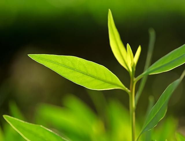 走进|抹茶的世界你真的懂吗,走进其中,一起来看看吧