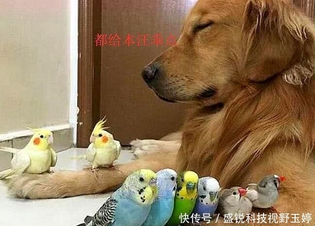 岔气|被金毛带大的小鸟, 主人临时出门让金毛照顾, 回来时看到笑岔气