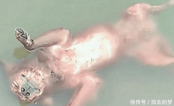 前去|公园散步时看到一只溺死水中的狗，当上前去查看，却发现事情并不简单