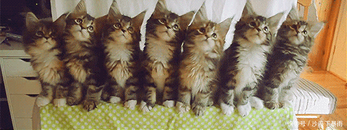 养猫|养猫，是本世纪最大的诈骗！