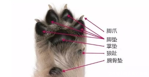 爪子|为什么狗狗爪子不让碰？肉垫的6个作用，看完默默缩回我的手