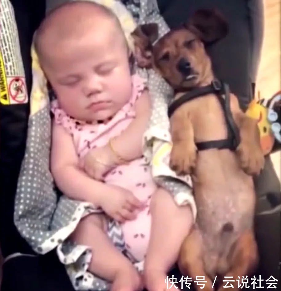 狗狗|狗狗和小宝宝一同睡觉，主人不放心去查看，瞬间被这睡姿笑翻