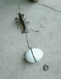 搞笑|搞笑GIF:本以为是高手,没想到是个二货