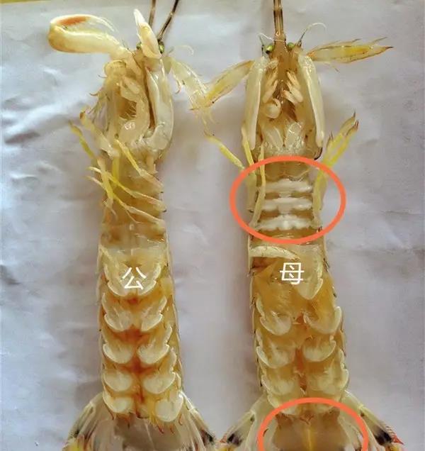 皮皮虾|买了一斤65的皮皮虾菜,全熟了吃还是不吃