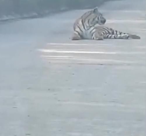  自拍|开车遇到老虎不算啥三名女子赤身遇到黑熊，还拿出手机淡定自拍