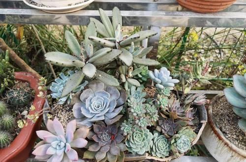 个个|他用菜坛子养多肉,1分不花又好看,个个壮得像白菜