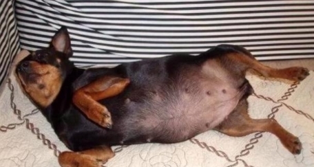 抛弃|怀孕狗狗被前主人抛弃,被好心人收养后竟然送给恩人一个大礼物