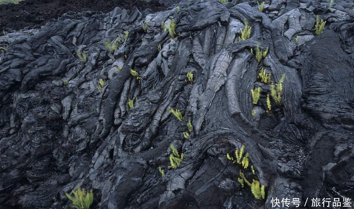  森林|世界“最贵”最难进的公园, 门票近万元仍一票难求, 公园竟在非洲!