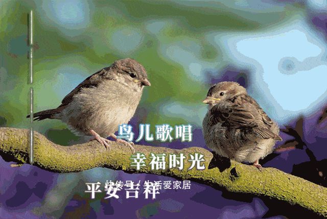 愿你|历经了风吹雨打,只盼在坎坷路上,能有一颗心相随,早安