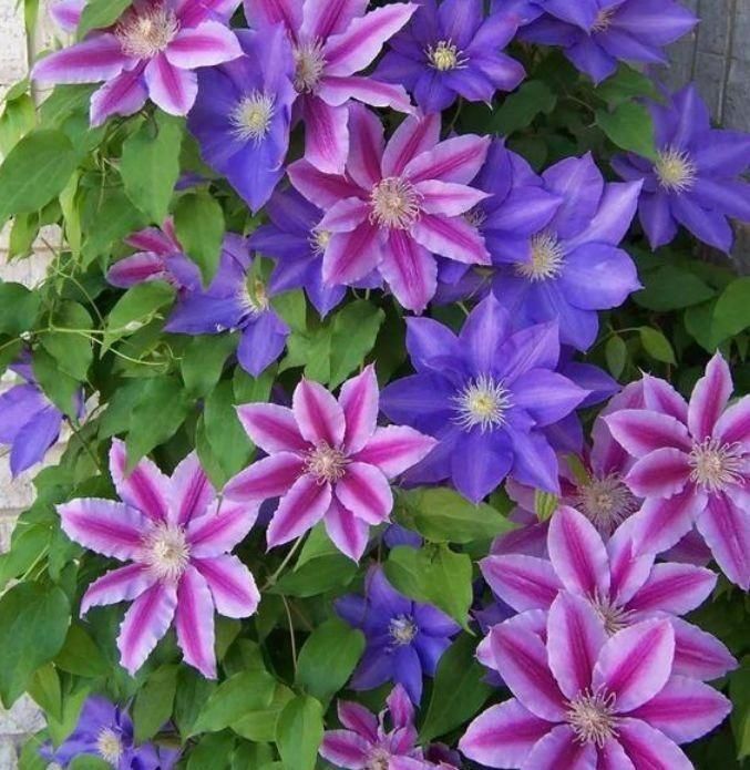 最旺|比香水还好闻的3种花,漂亮又好养,春天开最旺,大家抢着买