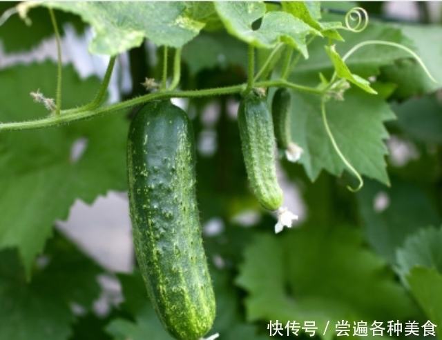  标准|带花黄瓜吃不得？弯直是判断黄瓜是否有害的标准？