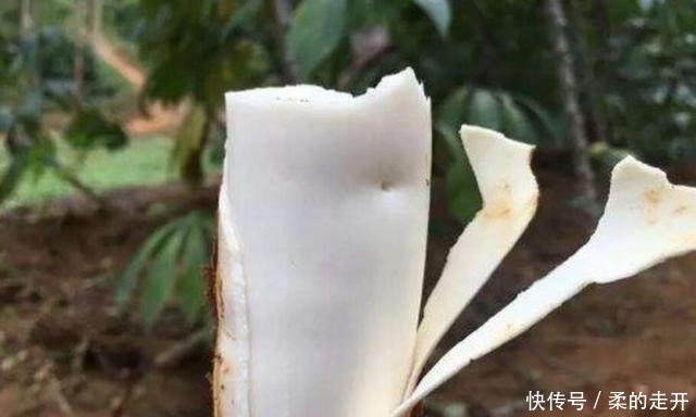 其法|木薯有毒吗有毒，食用一定要得其法