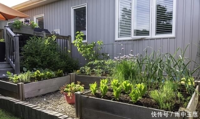 在家|在家种个菜都这么美,还要什么花园?