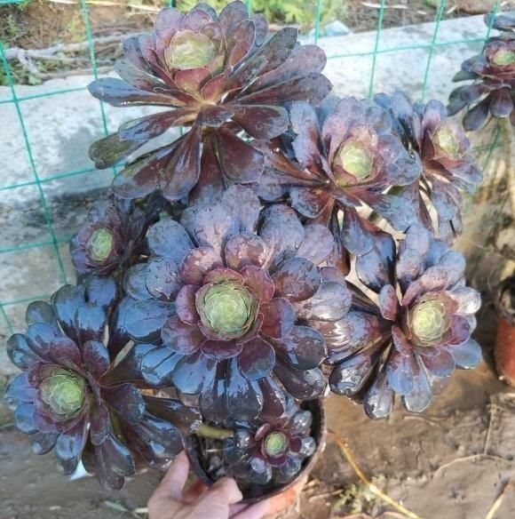 盆里|法师睡醒了，叶子伸展开了，盆里撒点缓释肥，侧芽呼呼爆不停