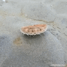 趣图|搞笑GIF趣图:有些事,该发生的时候,怎样拦都拦不住