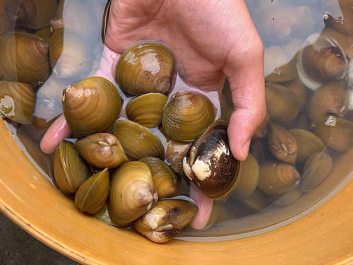 护肝|河沟里一种美味,7月最肥美,鲜甜可口不输海鲜,还能解酒护肝