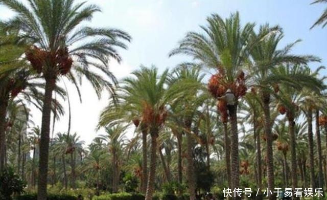 当成|迪拜的“贵族水果”,被当成财富象征,中国人为啥不屑一顾?