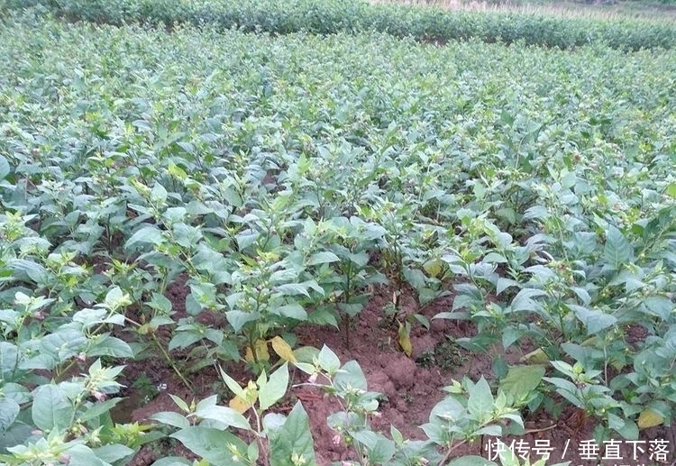  野果|全身有毒又有刺，过去烂一地没人要，如今常有农民种植，10元一斤