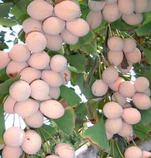 卖不动|最“慢熟”的果子,3年才结果,曾2元一斤卖不动,现想吃买不起