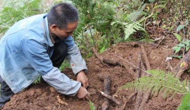  希望|天麻栽培技术，种植技术分享，希望能够帮助你