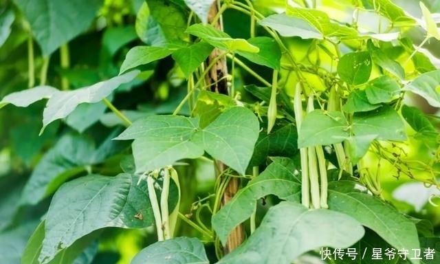 还要|在家种个菜都这么美,还要什么花园?