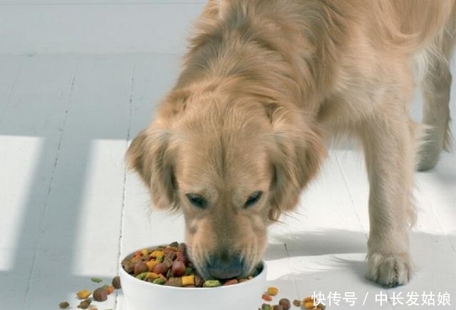 压根|这几种狗狗,一旦变成流浪狗,压根活不下去