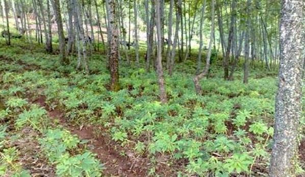  希望|天麻栽培技术，种植技术分享，希望能够帮助你