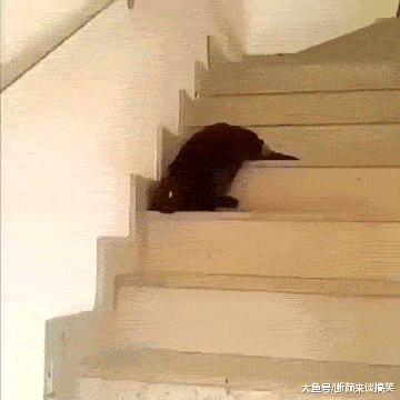  婚庆|搞笑GIF：婚庆：终于完美了一次，这次终于不用扣钱了