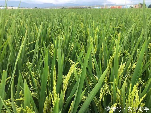  肥料湘军|水稻在两个关键时期使用磷酸二氢钾，每亩喷施100克，增产很显著