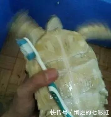 乌龟|文玩人“盘”活乌龟,还能“挂瓷”你能接受吗?