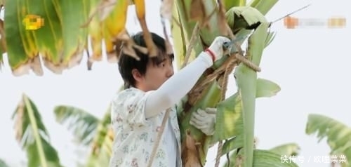播出|《向往的生活》老嘉宾归来,效果确实很好,没播出就让人无比期待