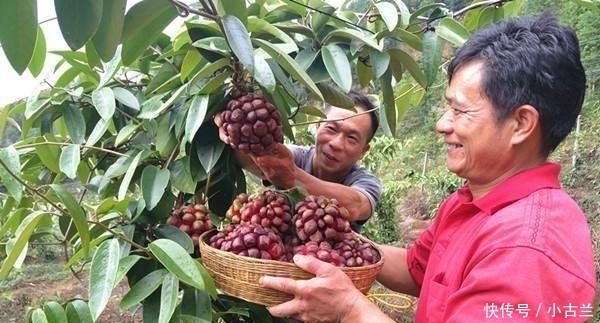 美味|此水果我国独有,被誉为“天下第一奇果”,一斤50元,很少人吃过