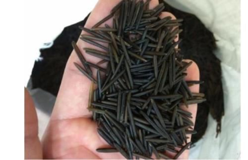 中国|全球“最贵”的大米,老外称“土豪米”产自中国却少有人见,你吃过吗?