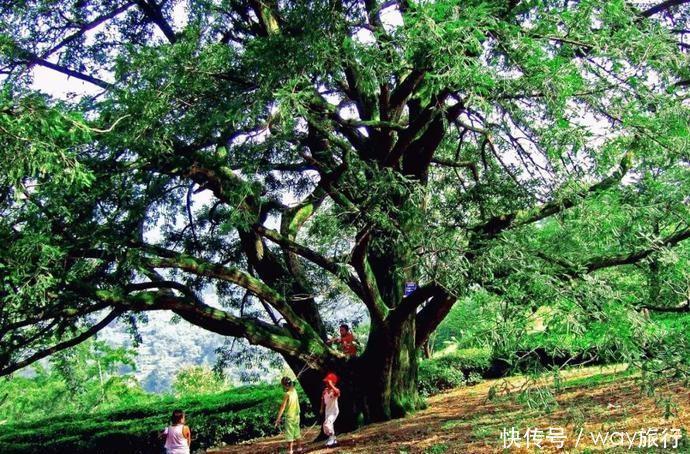 森林|高温席卷的初夏,不如去这些堪比童话仙境的小众森林里乘个凉!