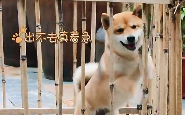 节目组|黄磊做饭,摄像师不小心穿帮,网友大呼原来都是节目组准备好的