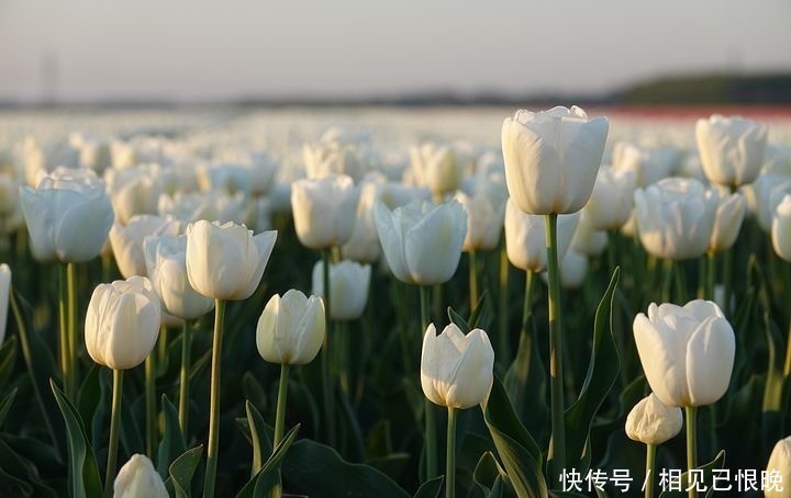 父母|“因为20万彩礼,男朋友退婚”:男方给的彩礼,该不该带回来?