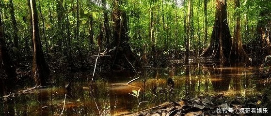 食人鱼|亚马逊河横着走的顶级杀手,食人鱼躲着走,鳄鱼只能选择同归于尽