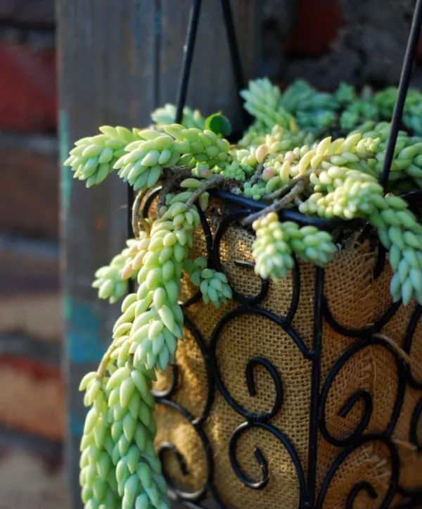 美爆|这种多肉吊起来养,所谓像一串串葡萄一样,美爆了