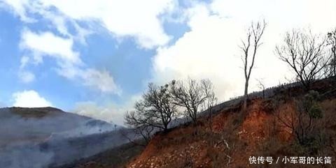 森林|巴西老人为骗取保险，故意烧车，不料烧毁整个森林保护区