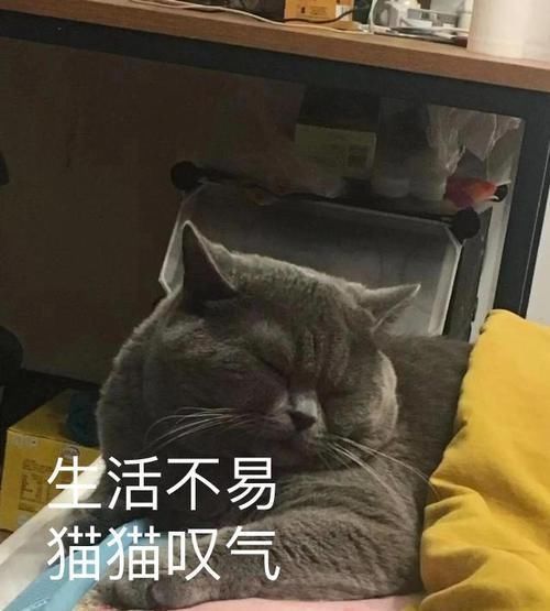 赢家|公猫一晚上宠幸了五只母猫，累到虚脱，靠葡萄糖续命，猫生赢家