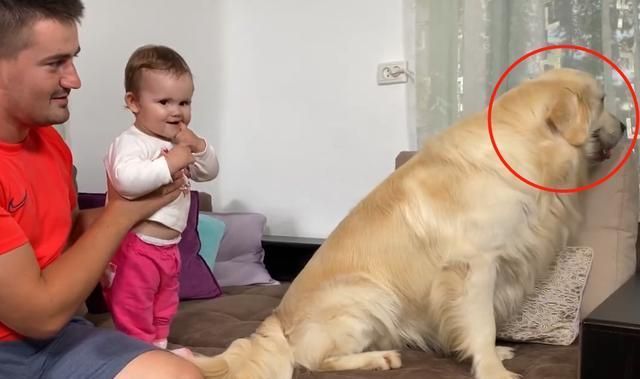 狗狗|主人抱了孩子回家,金毛一声不吭也不理人,充话费送的?