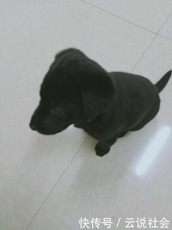 觅食|流浪狗在街上到处觅食,女孩带去宠物店后,老板:这狗卖我吧