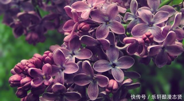 摩羯座|8月,因缘际会,桃花纷纷,将遇真爱,携手白头的3大星座