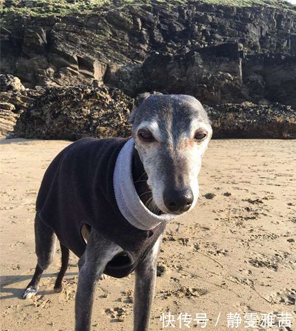  小狗|带着老小狗去海边最后一次旅行，没想到海边有数百人来了