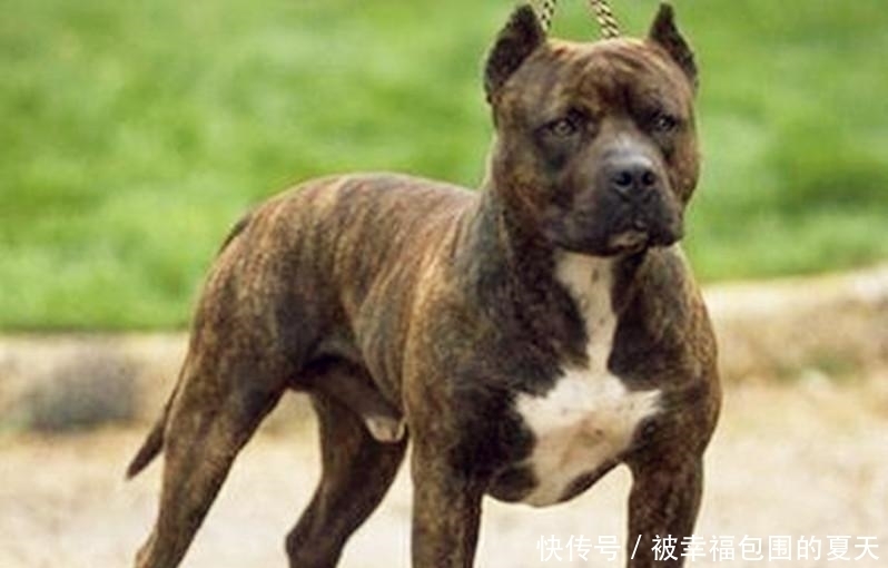 狮子|世上最凶恶的狗, 斗野牛、狮子、熊等超重级猛兽, 被咬基本没救了