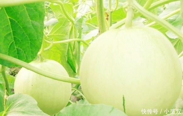 保甜|买香瓜死记这四个点, 一挑一个准, 保甜!