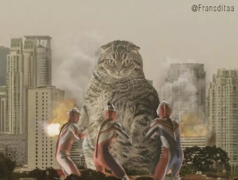 哥斯拉|要是小猫咪突然变成了庞然大物,这个世界会是什么样的