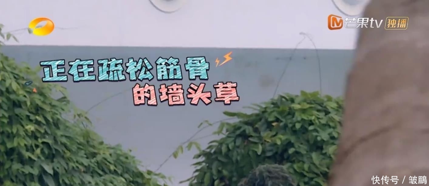 综艺|今年最好笑的综艺!胡军杨洋领着一群男人天南海北地玩捉迷藏