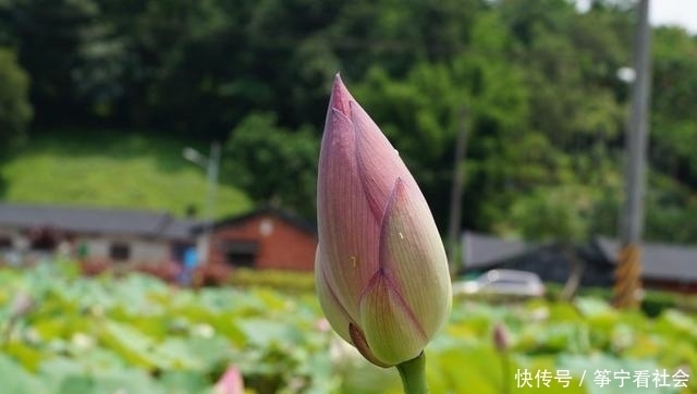 清涟|“濯清涟而不妖”与“出淤泥而不染”哪个更难做到?