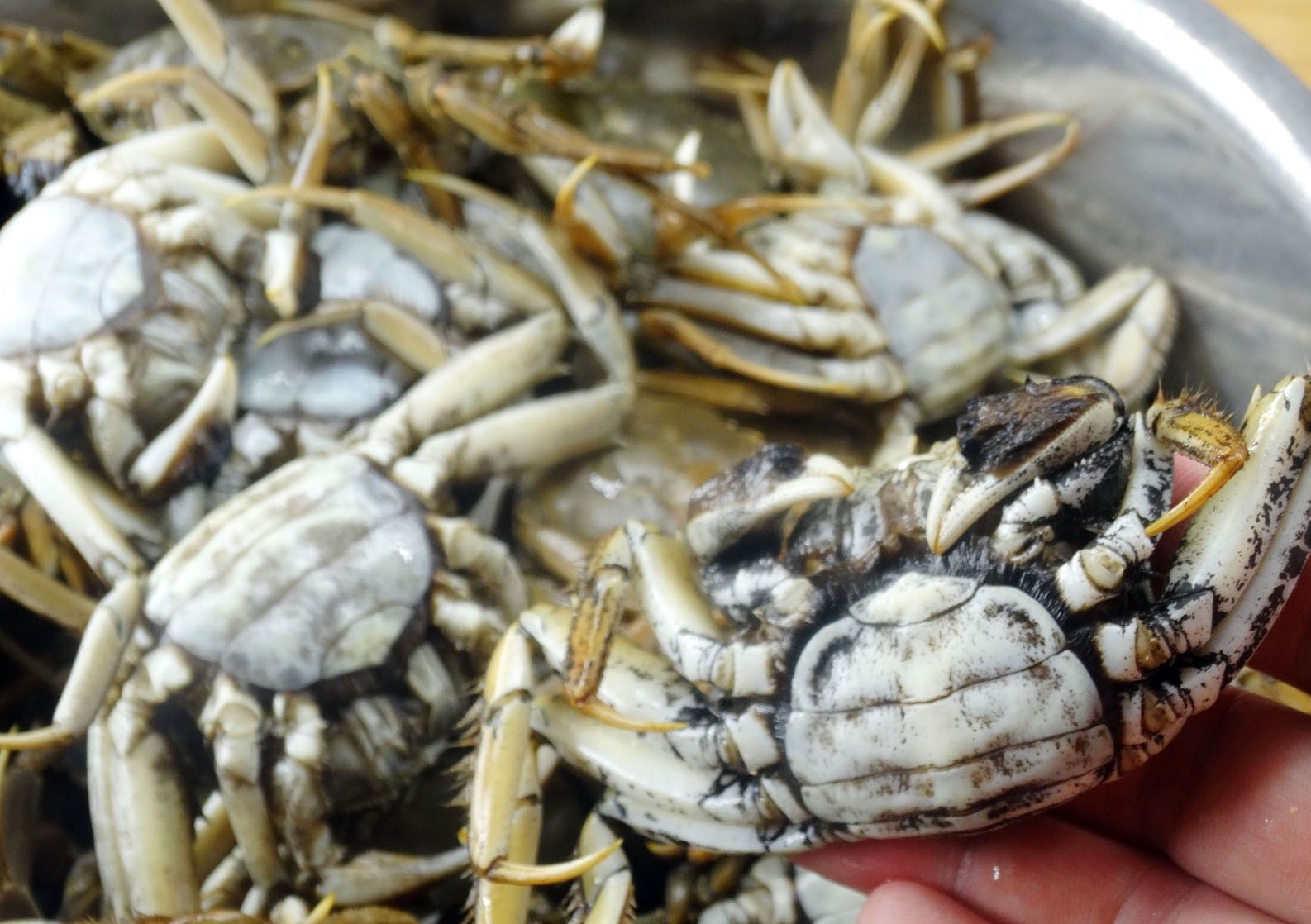 麻辣|满满的蟹黄蟹膏,教你在家做香辣蟹,个个麻辣鲜香,好吃到吮指